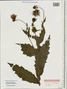 Cirsium elbrusense Sommier & Levier, Caucasus, Stavropol Krai, Karachay-Cherkessia & Kabardino-Balkaria (K1b) (Russia)