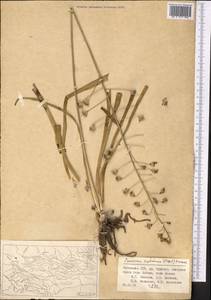 Eremurus soogdianus (Regel) Benth. & Hook.f., Middle Asia, Pamir & Pamiro-Alai (M2) (Uzbekistan)