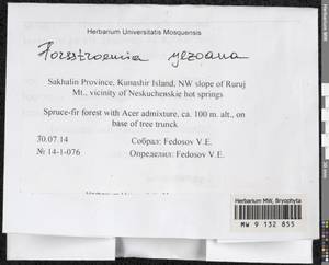 Forsstroemia yezoana (Besch.) S. Olsson, Enroth & D. Quandt, Bryophytes, Bryophytes - Russian Far East (excl. Chukotka & Kamchatka) (B20) (Russia)