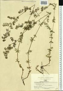 Galium mollugo L., Eastern Europe, Central region (E4) (Russia)