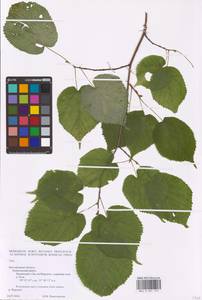 Tilia, Eastern Europe, Central forest-and-steppe region (E6) (Russia)