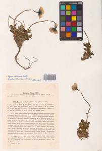 Oreomecon dahliana subsp. polaris (Tolm.) Elvebakk & Bjerke, Eastern Europe, Northern region (E1) (Russia)