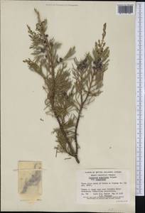 Juniperus scopulorum Sarg., America (AMER) (Canada)