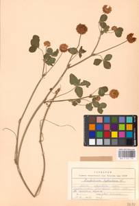 Trifolium hybridum L., Eastern Europe, Moscow region (E4a) (Russia)