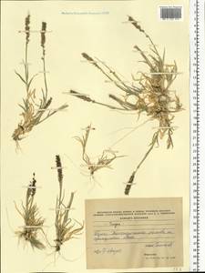 Tragus racemosus (L.) All., Eastern Europe, South Ukrainian region (E12) (Ukraine)