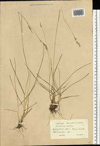 Danthonia decumbens (L.) DC., Eastern Europe, Western region (E3) (Russia)