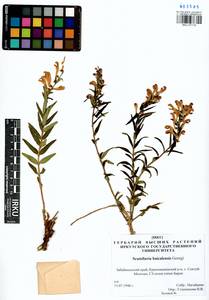 Scutellaria baicalensis Georgi, Siberia, Baikal & Transbaikal region (S4) (Russia)