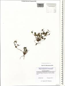 Geranium molle L., Caucasus, Azerbaijan (K6) (Azerbaijan)
