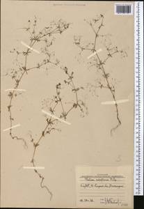 Galium tenuissimum M.Bieb., Middle Asia, Western Tian Shan & Karatau (M3) (Uzbekistan)