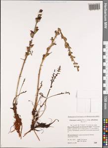 Pedicularis novaiae-zemliae (Hultén) Kozhevn., Siberia, Western Siberia (S1) (Russia)