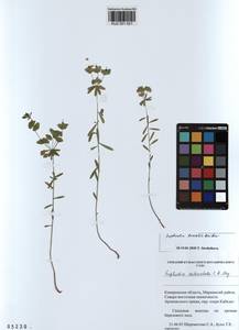 KUZ 001 621, Euphorbia borealis Baikov, Siberia, Altai & Sayany Mountains (S2) (Russia)