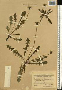 Taraxacum officinale Weber ex F. H. Wigg., Eastern Europe, South Ukrainian region (E12) (Ukraine)