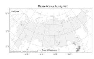 Carex bostrychostigma Maxim., Atlas of the Russian Flora (FLORUS) (Russia)