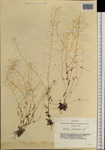Draba nemorosa L., Siberia, Altai & Sayany Mountains (S2) (Russia)