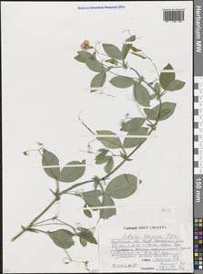 Lathyrus rotundifolius Willd., Eastern Europe, Eastern region (E10) (Russia)