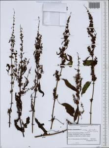 Rumex obtusifolius L., Eastern Europe, Northern region (E1) (Russia)