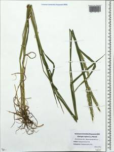Elymus repens (L.) Gould, Eastern Europe, Moscow region (E4a) (Russia)