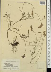 Onobrychis arenaria subsp. miniata (Steven)P.W.Ball, Crimea (KRYM) (Russia)