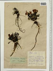 Pedicularis ochotensis A. Khokhr., Siberia, Chukotka & Kamchatka (S7) (Russia)