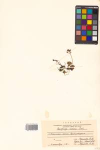 Micranthes merkii subsp. merkii, Siberia, Russian Far East (S6) (Russia)