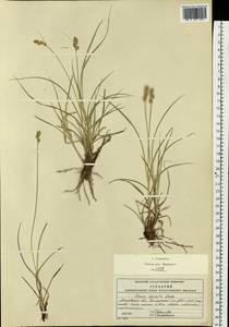 Carex spicata subsp. spicata, Eastern Europe, Moscow region (E4a) (Russia)