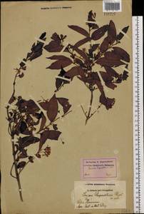 Lonicera ruprechtiana Regel, Siberia, Russian Far East (S6) (Russia)