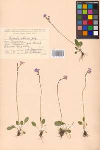 Primula nutans Georgi, Siberia, Baikal & Transbaikal region (S4) (Russia)