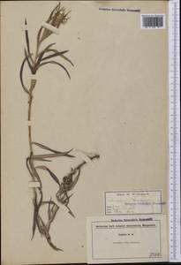 Anaphalis margaritacea (L.) Benth., America (AMER) (United States)