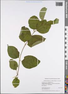 Cornus sanguinea subsp. australis (C.A.Mey.) Jáv., Eastern Europe, Lower Volga region (E9) (Russia)