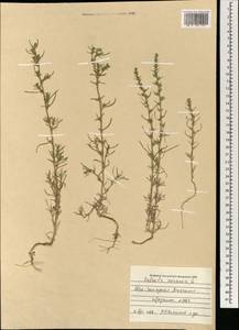 Salsola rosacea L., Mongolia (MONG) (Mongolia)