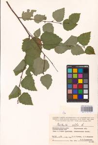 Betula pubescens Ehrh., Eastern Europe, South Ukrainian region (E12) (Ukraine)