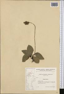 Plantago media L., Western Europe (EUR) (Denmark)