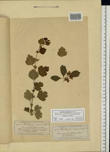 Crataegus laevigata (Poir.) DC., Eastern Europe, Moscow region (E4a) (Russia)