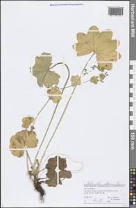 Alchemilla altaica Juz., Eastern Europe, Volga-Kama region (E7) (Russia)