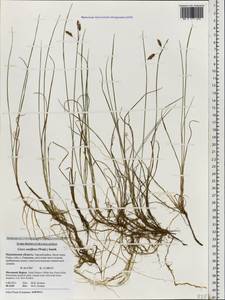 Carex rariflora (Wahlenb.) Sm., Eastern Europe, Northern region (E1) (Russia)