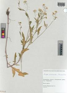 KUZ 005 172, Rorippa anceps (Wahlenb.) Rchb., Siberia, Altai & Sayany Mountains (S2) (Russia)
