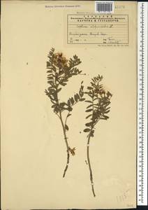 Sophora alopecuroides L., Caucasus, Azerbaijan (K6) (Azerbaijan)