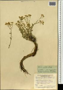 Ajania grubovii A. A. Muldashev, Mongolia (MONG) (Mongolia)