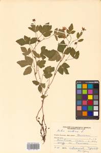 Rubus arcticus L., Siberia, Russian Far East (S6) (Russia)