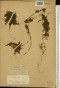 Cuscuta epithymum (L.) L., Eastern Europe, Moscow region (E4a) (Russia)