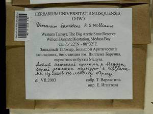 Dicranum laevidens R.S. Williams, Bryophytes, Bryophytes - Krasnoyarsk Krai, Tyva & Khakassia (B17) (Russia)