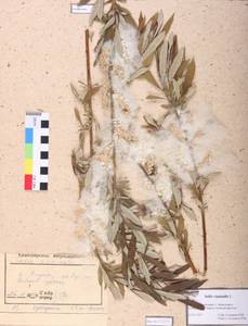 Salix viminalis L., Siberia, Central Siberia (S3) (Russia)