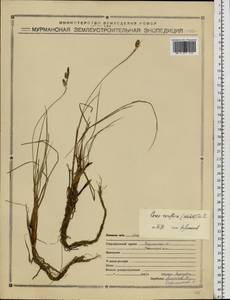 Carex rariflora (Wahlenb.) Sm., Eastern Europe, Northern region (E1) (Russia)