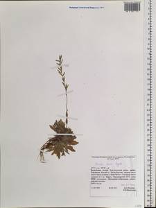 Draba cana Rydb., Siberia, Altai & Sayany Mountains (S2) (Russia)