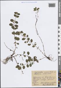 Lysimachia nummularia L., Eastern Europe, Central forest-and-steppe region (E6) (Russia)