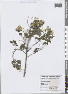 Spiraea media Schmidt, Siberia, Central Siberia (S3) (Russia)