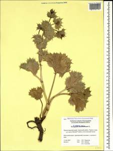 Eryngium maritimum L., Caucasus, Krasnodar Krai & Adygea (K1a) (Russia)