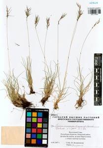 Festuca vivipara (L.) Sm., Siberia, Baikal & Transbaikal region (S4) (Russia)