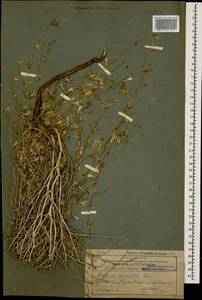 Lactuca orientalis subsp. orientalis, Caucasus, Armenia (K5) (Armenia)