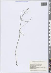 Equisetum palustre L., Eastern Europe, Northern region (E1) (Russia)